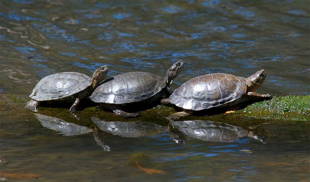 Three mud turtles
on a small log
surrounded by water.